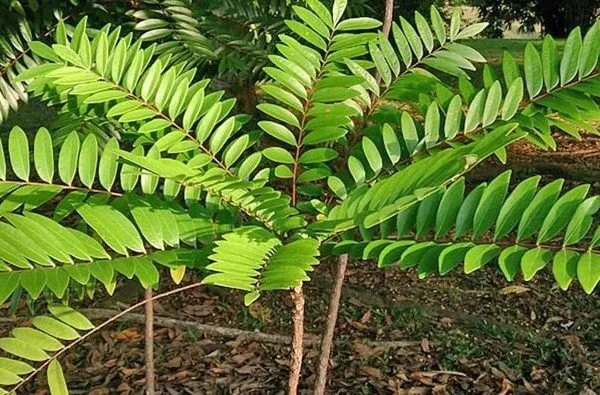 Tongkat ali